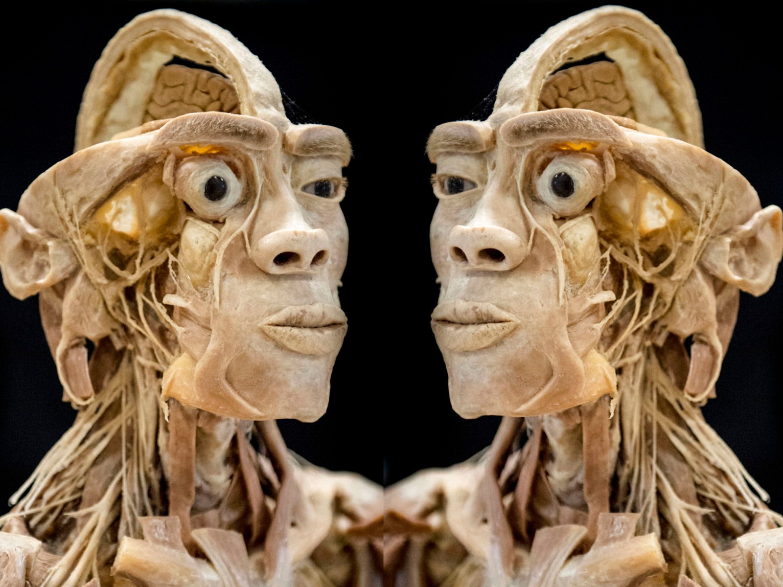 Real Human Bodies - Rende/Cosenza
